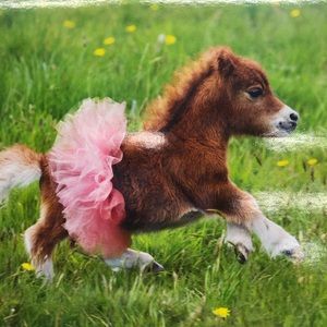 Meet your Posher, Michelle